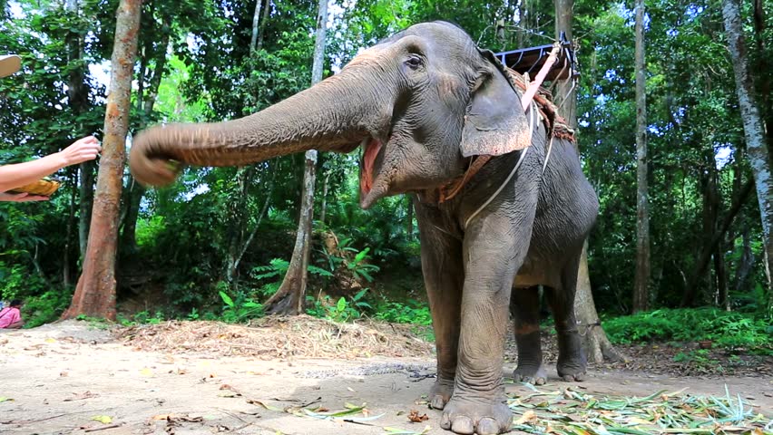 Female tourist feeding elephant with bananas