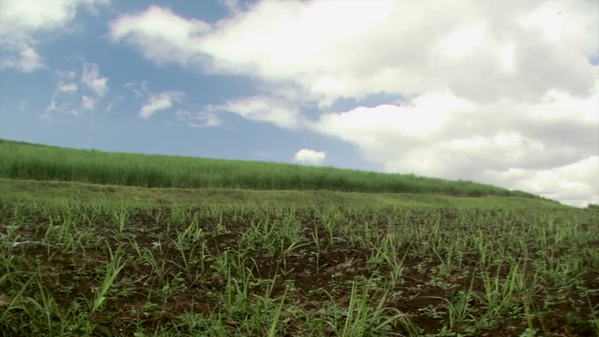 Farm worker adding fertilizer to sugarcane crops