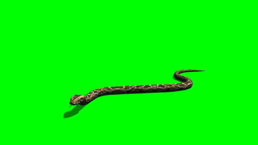Snake - python crawl on the ground - Animal Green Screen Video Footage  Royalty-Free Stock Footage #5285747