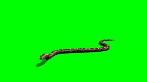 Snake - python crawl on the ground - Animal Green Screen Video Footage 