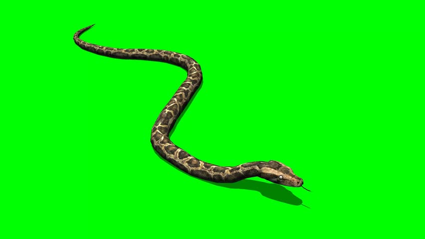Snake - python crawl on the ground - Animal Green Screen Video Footage  Royalty-Free Stock Footage #5285750
