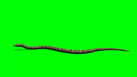 Snake - python crawl on the ground - Animal Green Screen Video Footage 