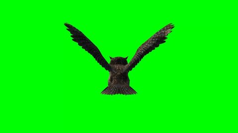 Owl in fly animal green screen video Footage
