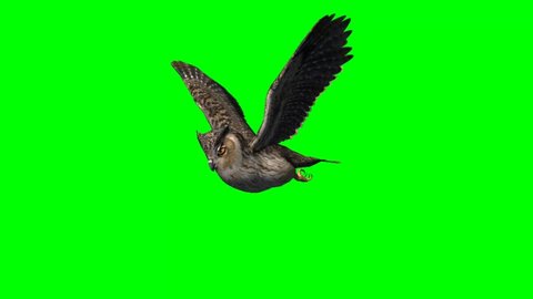 Owl in fly animal green screen video Footage
