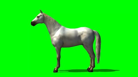 white horse in trot animal green screen video footage