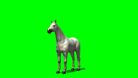 white horse rise animal green screen video footage