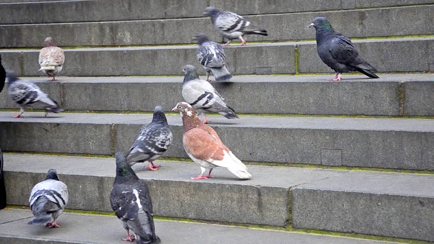 Pigeons on the catedral stairs