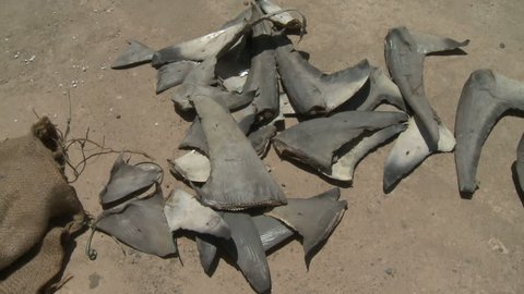 severed shark fins on the floor - shark finning Sudan