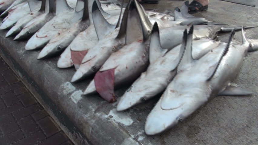 pile of dead sharks - Dubai fish market, shark finning Royalty-Free Stock Footage #5287364