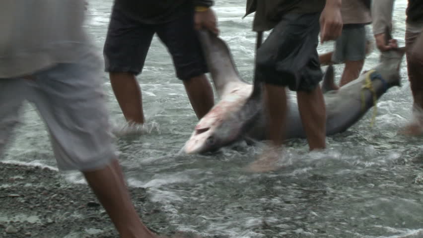 Men dragged to a shark - shark finning, Indonesia, 2011. Royalty-Free Stock Footage #5287391