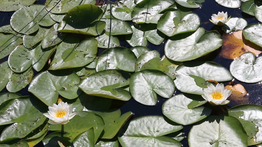 water-lily flowers and leaves on pond