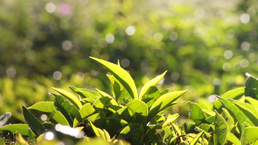 tea plants close-up in Munnar Kerala India