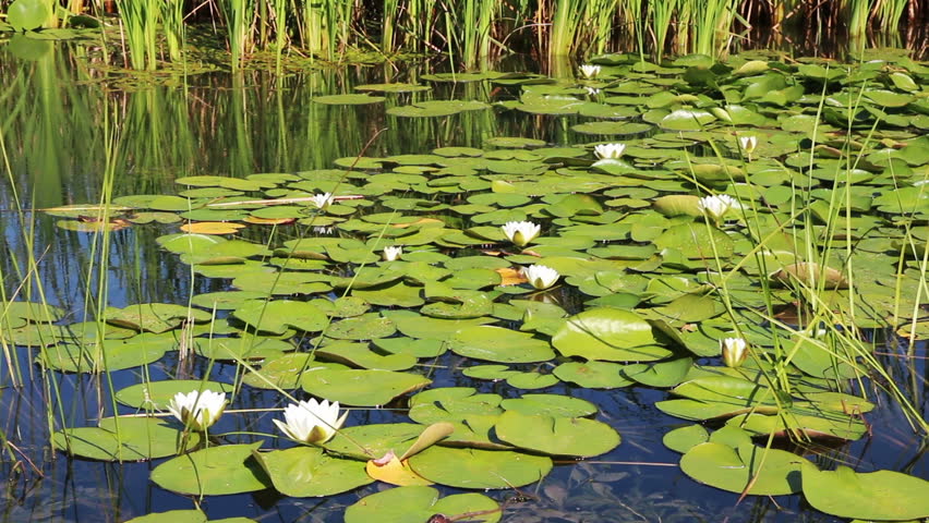 water-lily flowers and leaves on pond