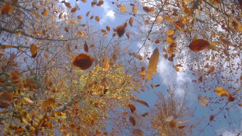 SLOW MOTION: falling leaves in forest