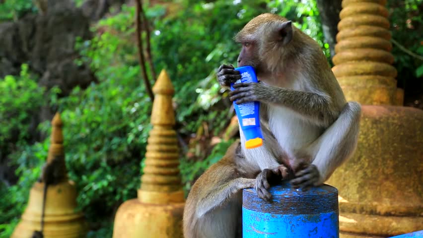 Monkey trying to eat stolen suncream. Krabi, Thailand.