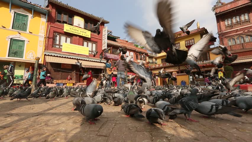 KATHMANDU, NEPAL - DEC 12: A flock of pigeons circle stupa Boudhanath, Dec 12,