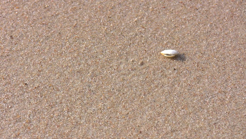 Beach sand textured background with a little white sea shell which wave wipes away from the frame.