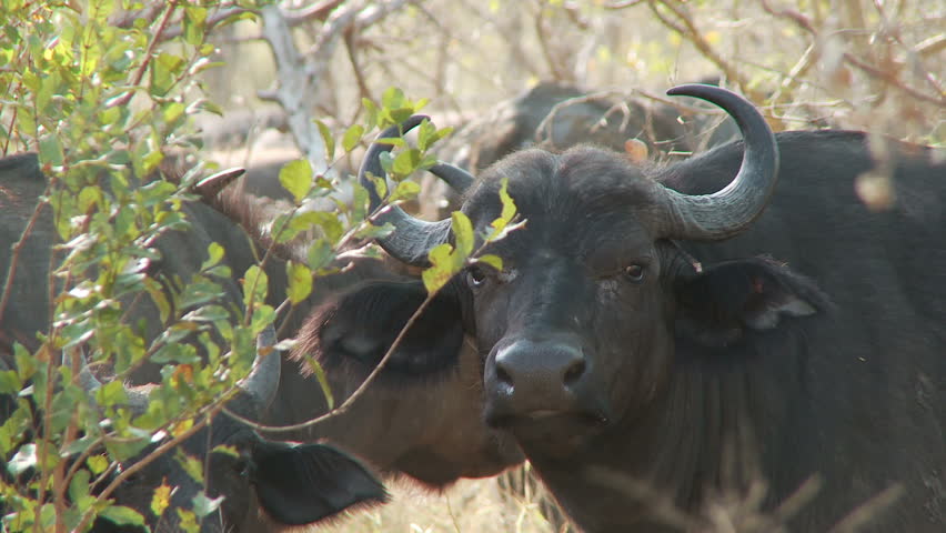 A buffalo chews the cud while standing