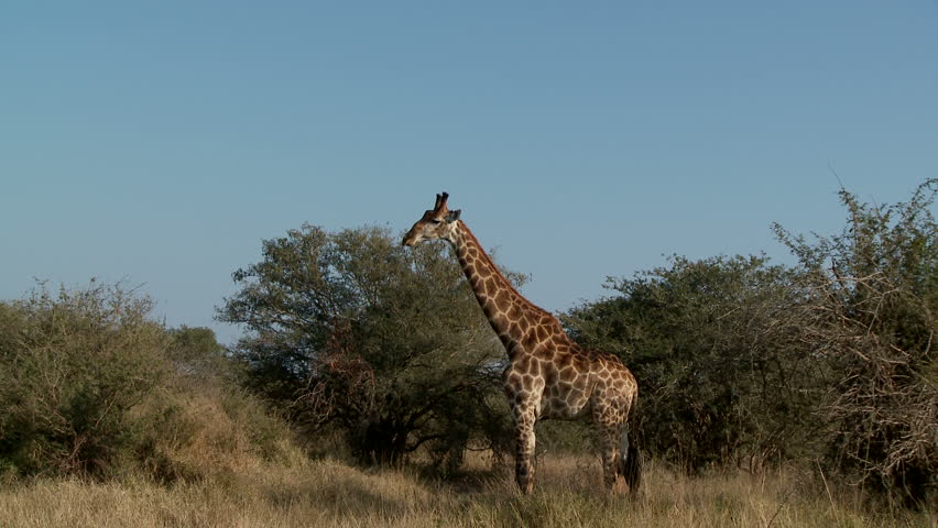 A lone giraffe standing tall before walking from left to right
