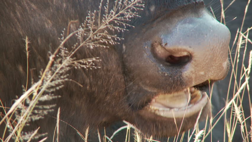 Close up of a buffalo chewing the cud