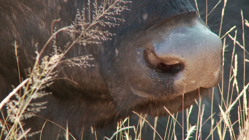 Close up of a buffalo chewing the cud, zooming out to reveal the rest of its