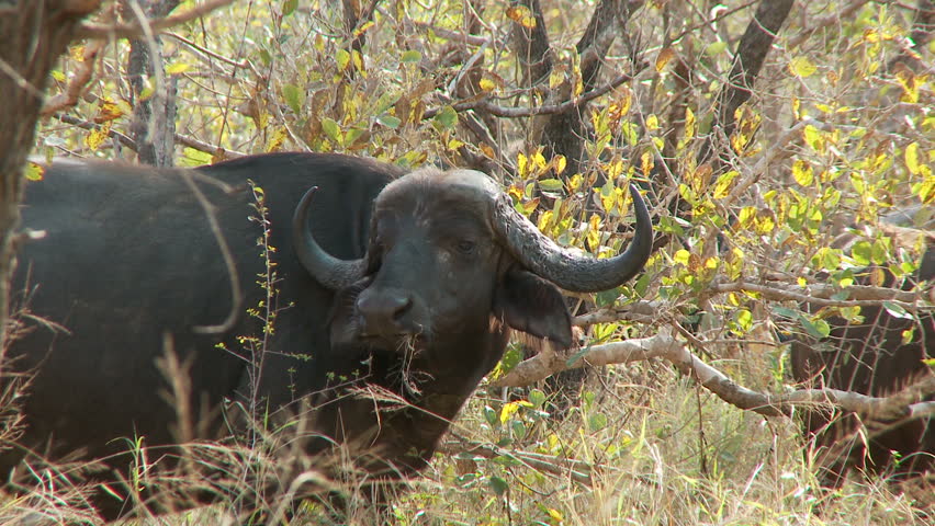 A buffalo stands and stares whilst chewing the cud