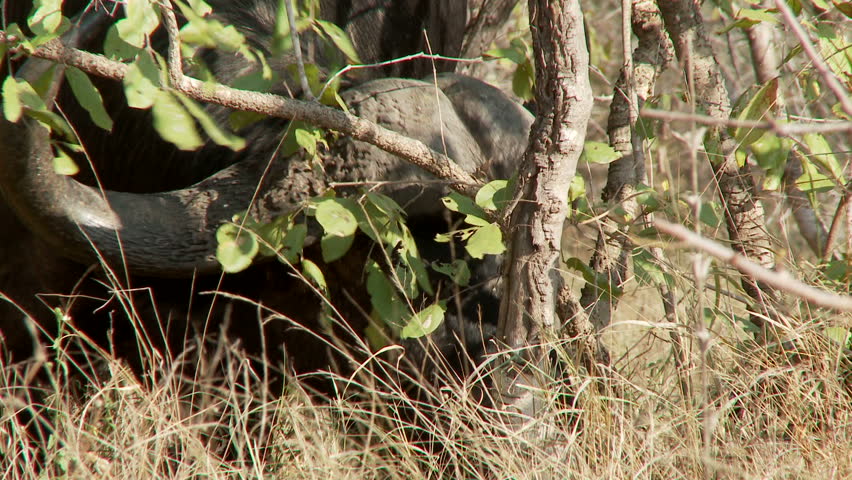 A buffalo feeding underneat a tree before looking up and staring and then to