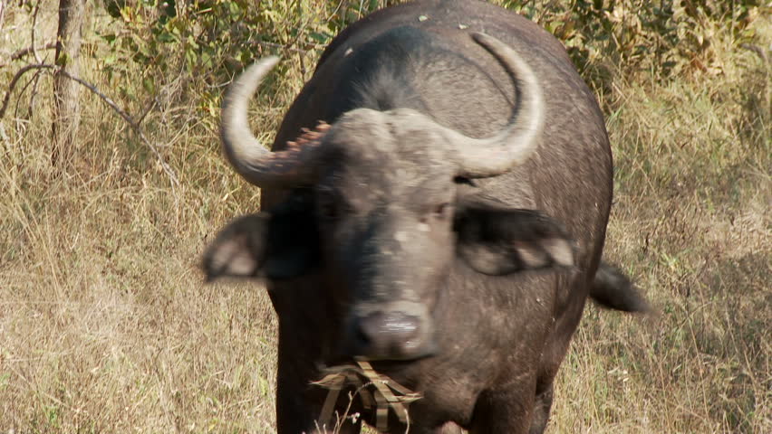 A buffalo walks, stops and stares before walking on 