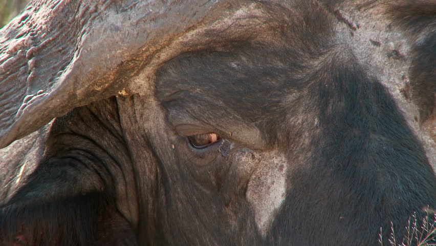 Close up of a buffalo head, zooming out to reveal a sitting buffalo chewing the