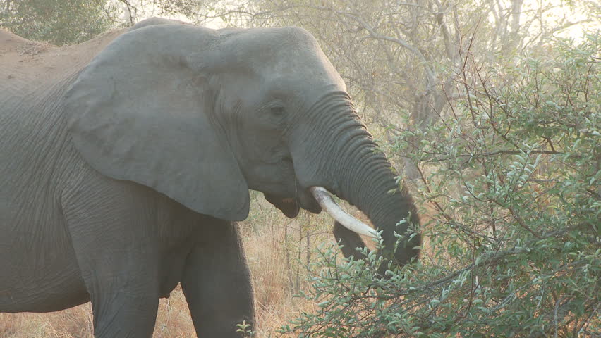A female elephant using its trunk to feed from a thorny bush 