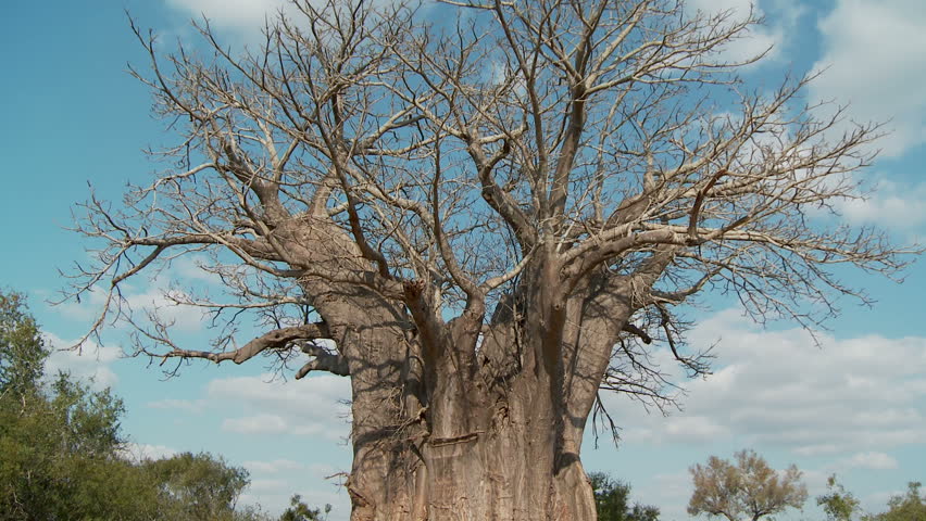 Baobab Time Lapse
