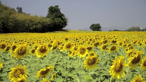 sunflower field  in Lopburi,Thailand