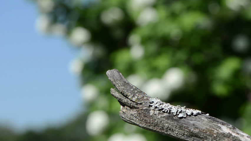 dry tree branch crawls one after another brown cockchafer chafer and flies on summer day