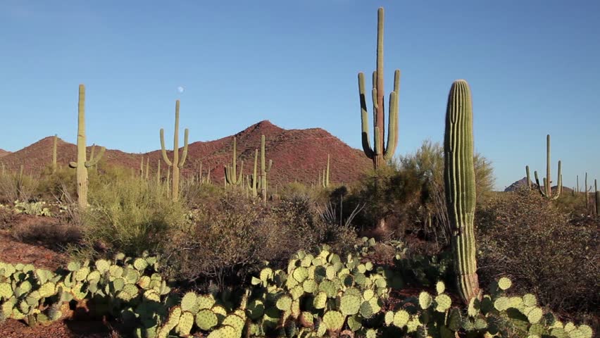 View of Saguaro National Park, Arizona, United States of America, USA at sunset. Landscape, nature, plants, travel. Sequence