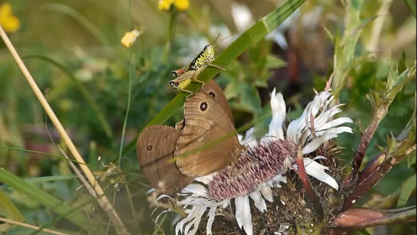 butterflies and grasshopper on flowers