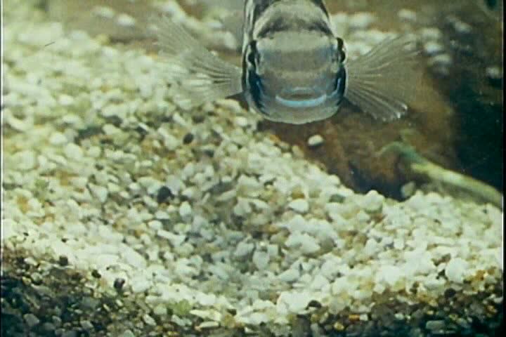 Fish mating behavior in 1957.