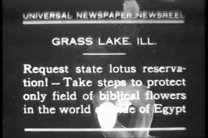Lotus ponds in Grass lake, Illinois in 1930.