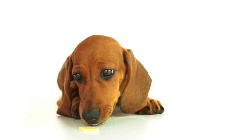 White background. Dachshund puppy quickly eats a piece of cheese