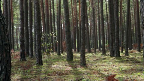 Pine Trees, pinery, pine forest, Fairy Forest, untouched spruce forest 