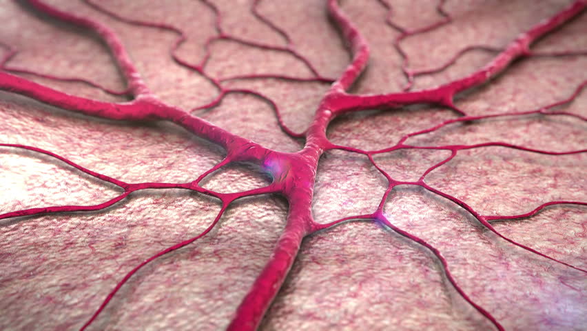 Blood Loss, Insult, Circulatory System, Stock Footage Video (100%
