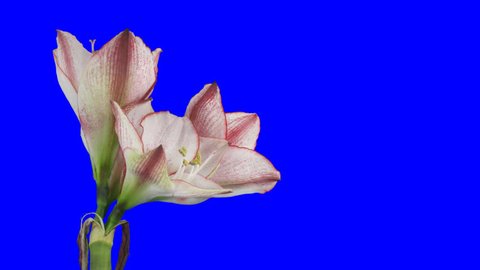 Time-lapse of opening amaryllis "Picotee" Christmas flower 2c1 in PNG+ format with ALPHA transparency channel isolated on blue chroma keyed background
