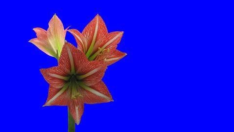 Time-lapse of opening amaryllis "Minerva" Christmas flower 3ck1 in PNG+ format with ALPHA transparency channel isolated on blue chroma keyed background