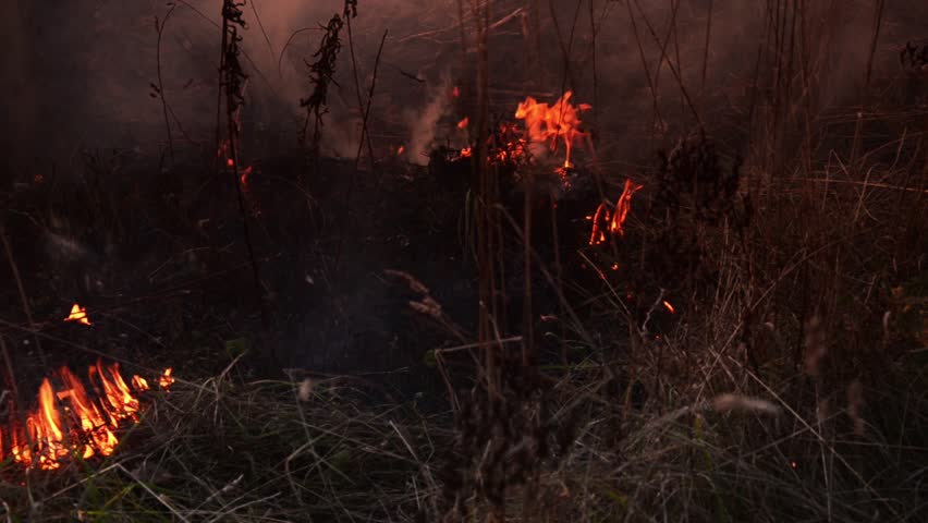 Burning grass, wood, peat, forest. The camera moves