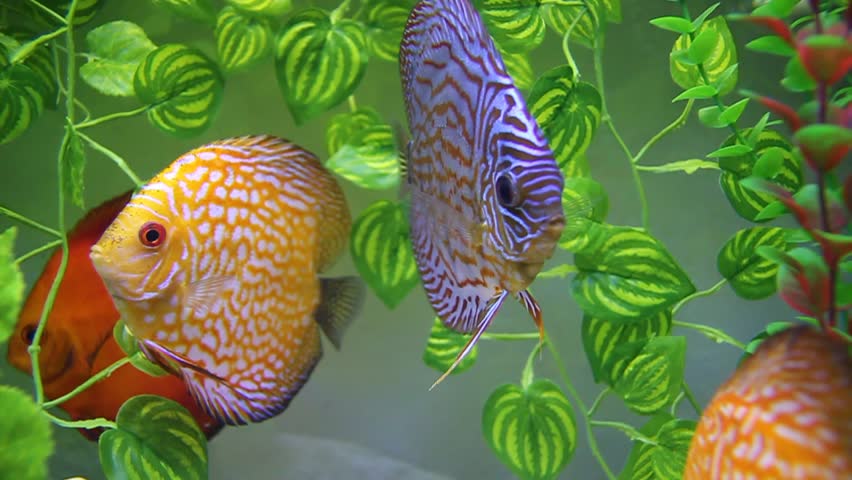 discus aquarium