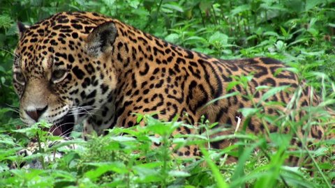 sequence with jaguar, wildlife