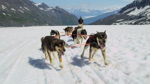 Dogsledding teamwork huskies pulling sledge up mountain pass Chugach Mountains, South central Alaska, USA, RED EPIC, 4K, UHD, Ultra HD resolution Stock Video
