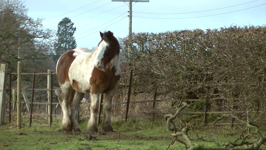 Painted Piebald Horse grazing in field
hd video 1080 x 1920