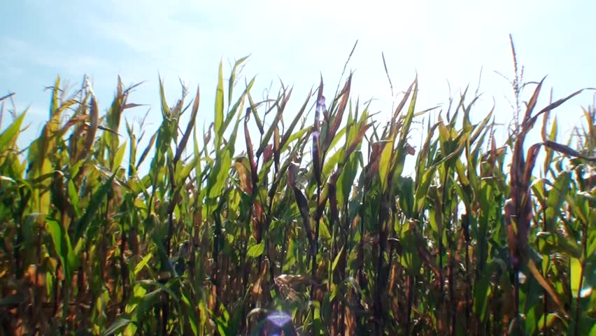 Green field of young corn and cloudy blue sky 