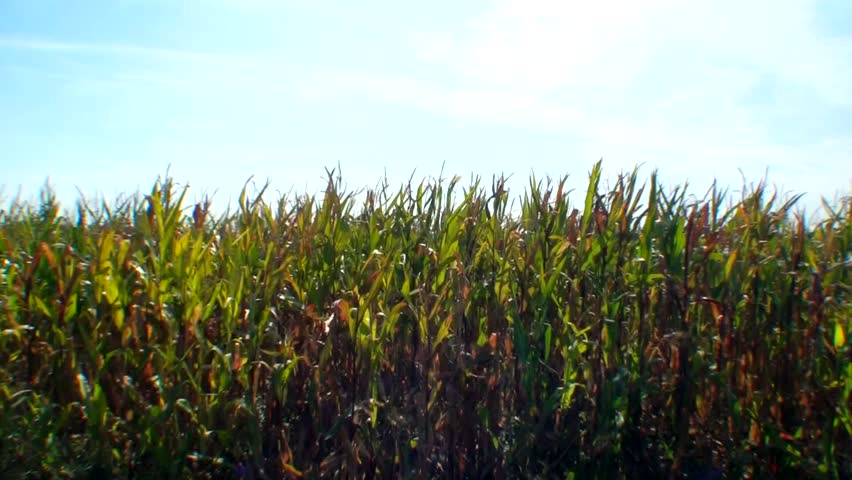 Green field of young corn and cloudy blue sky 