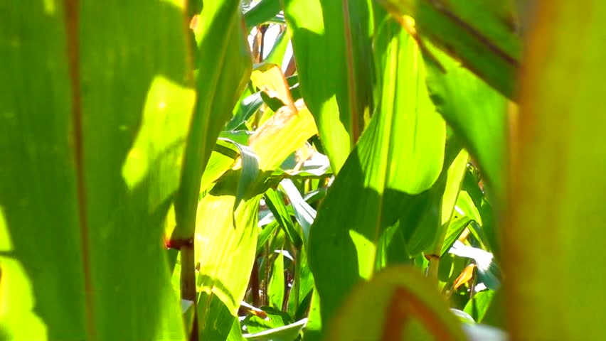 Green field of young corn and cloudy blue sky 